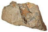 Ordovician Starfish (Petraster?) Fossil with Pos/Neg - Morocco #203528-2